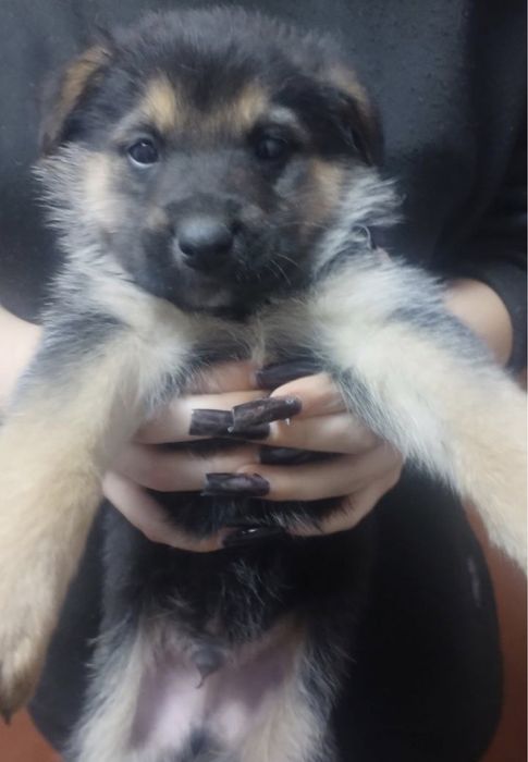 Цуценята щенки хлопчик дівчинка