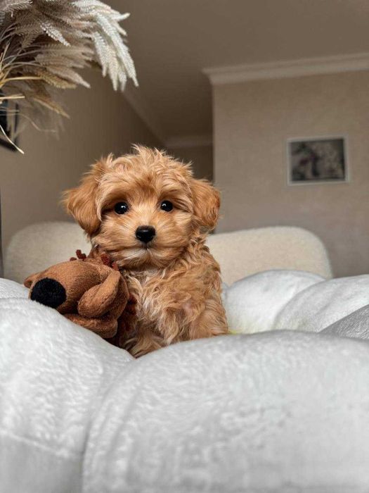 Хлопчик Мальтіпу F1