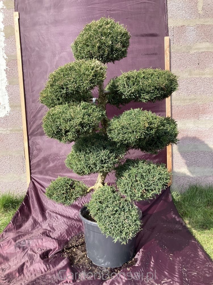 Drzewko BONSAI z jałowca - DOSTAWA - 130 cm - OKAZJA