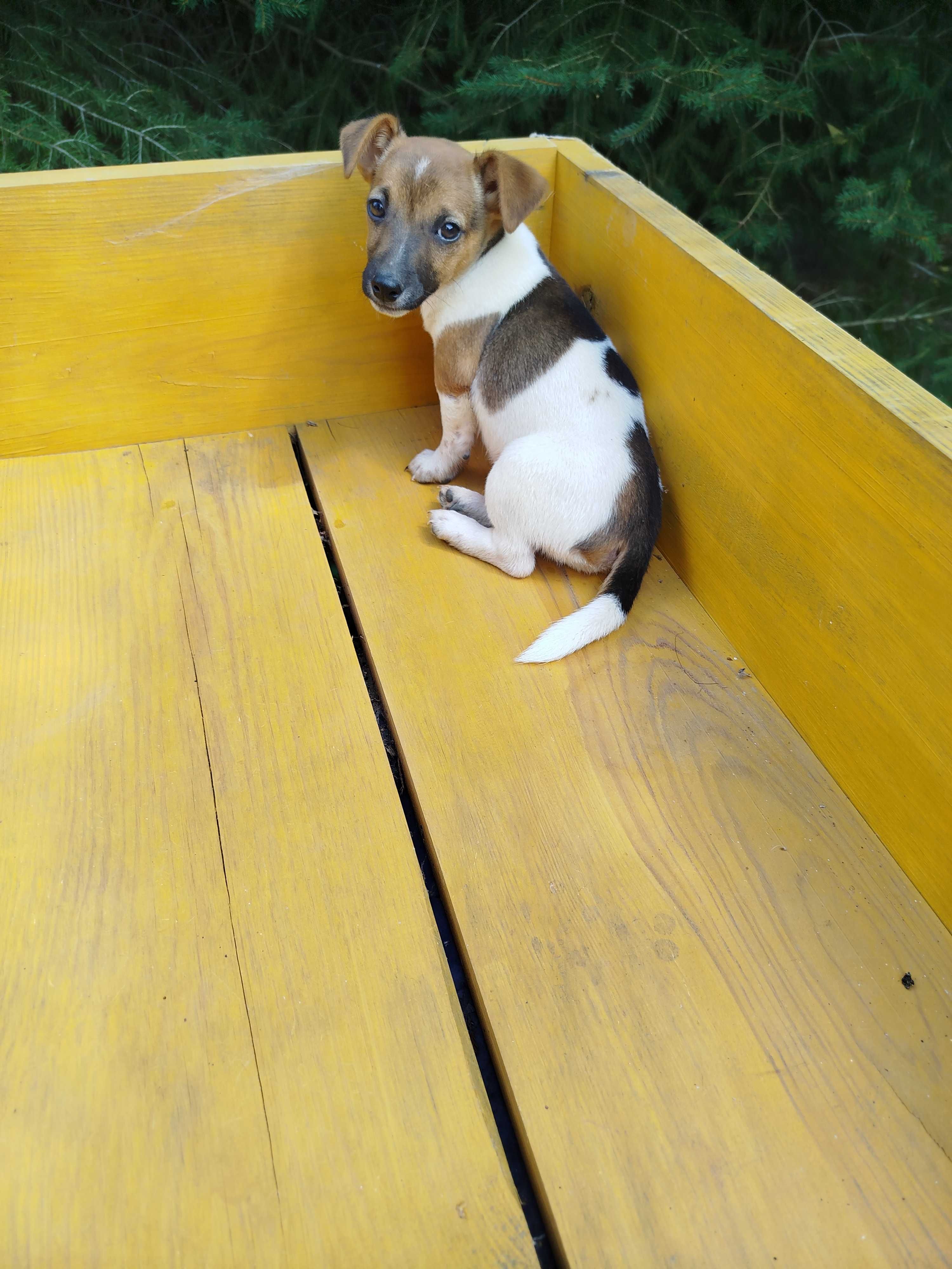 Jack Russell Terrier piesek tel.-5.7.5.3.0.2.0.3.9.