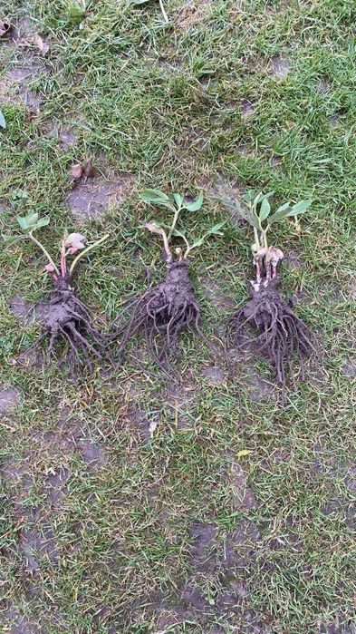 Продам кущики  морозника