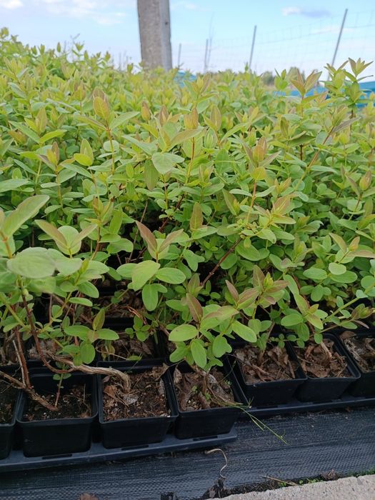 Sadzonki jagoda Kamczacka