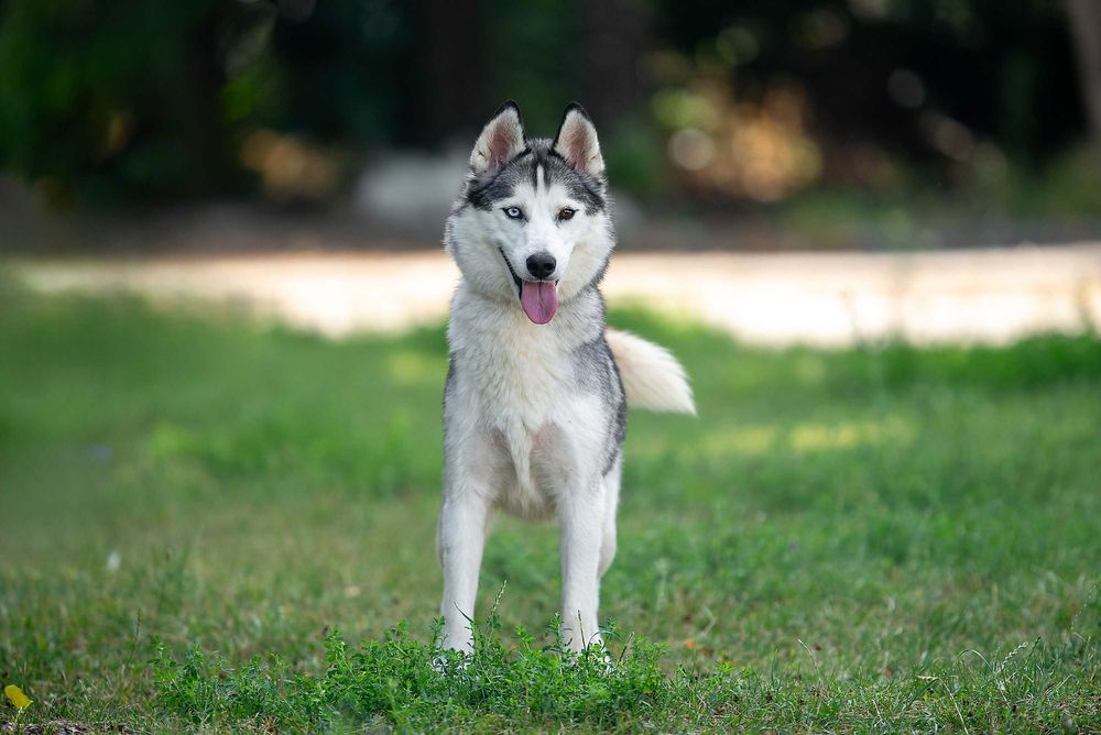 Віддам в добрі руки розумну молоду собаку Бекслі.