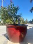 Vaso Cerâmica Vinho - 55x85cm