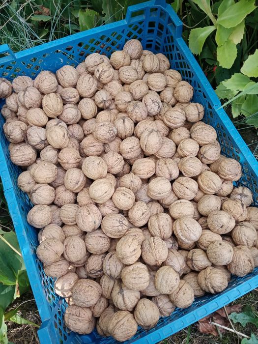 Tegoroczne orzechy włoskie  2 kg