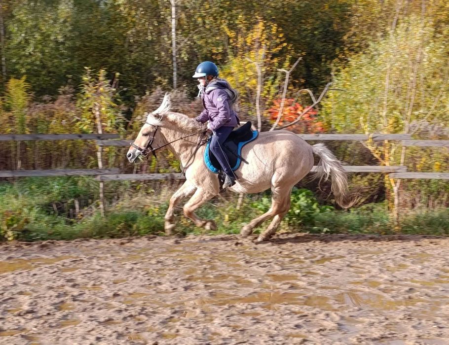 Ogier fiord niemieckiej hodowli ujeżdżony z polską licencją