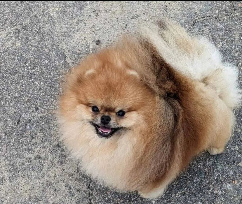Super piekny pomeranian. Reproductor