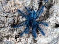Caribena versicolor L1 (3CitySpiders)