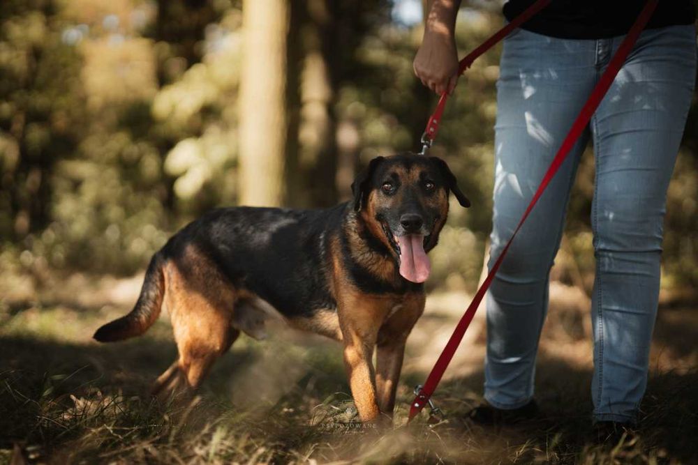 Szefuńcio - pies o myśliwskim sercu ADOPCJA
