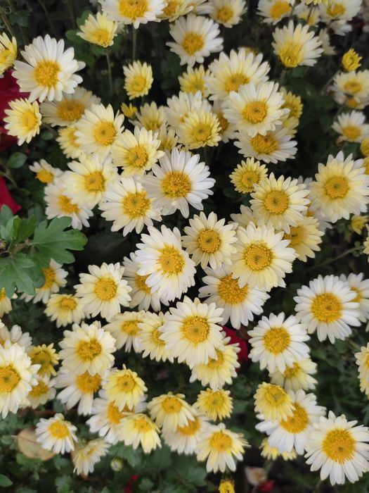 Мультифлора осіння