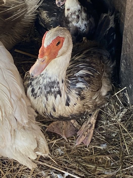 Sprzedam rocznego kaczora