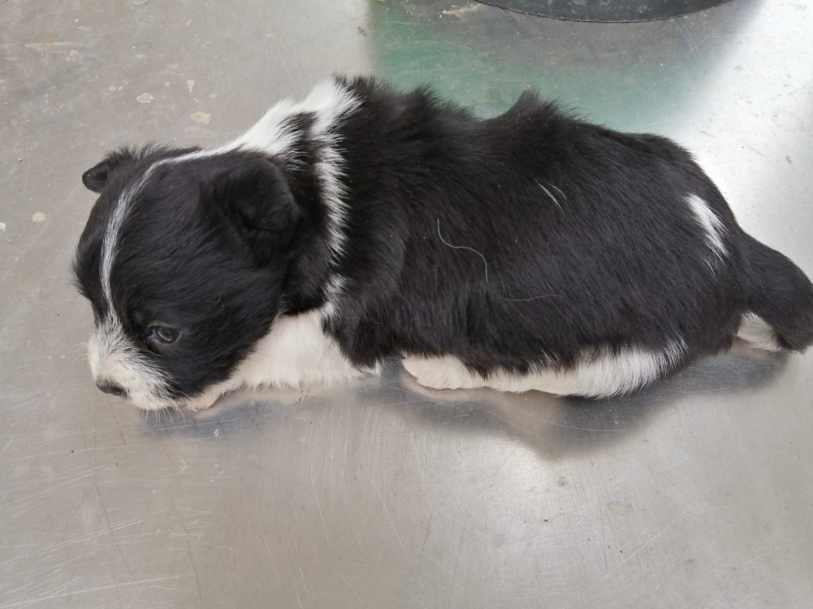 Cães de porte pequeno