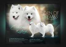 Samoyed/Samojed ZKwP FCI.  *Jesień 2025*