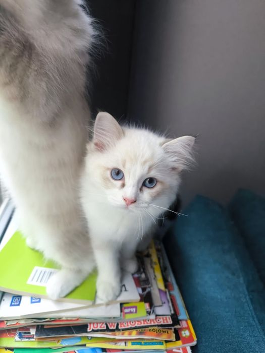 Cookie. Kot Ragdoll. Rodowód. Gotowy do zmiany domu.