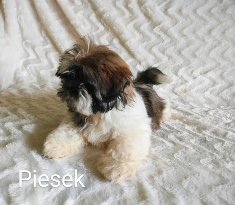 Shih Tzu Piesek Szczeniak