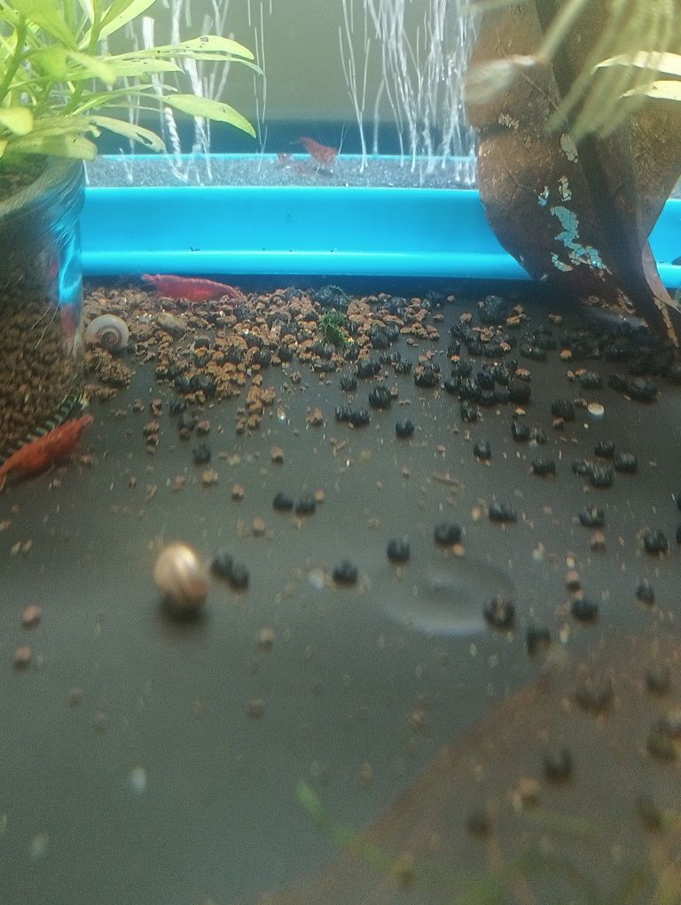 Guppies, papagaios anões, Molly's, espadas e camarões