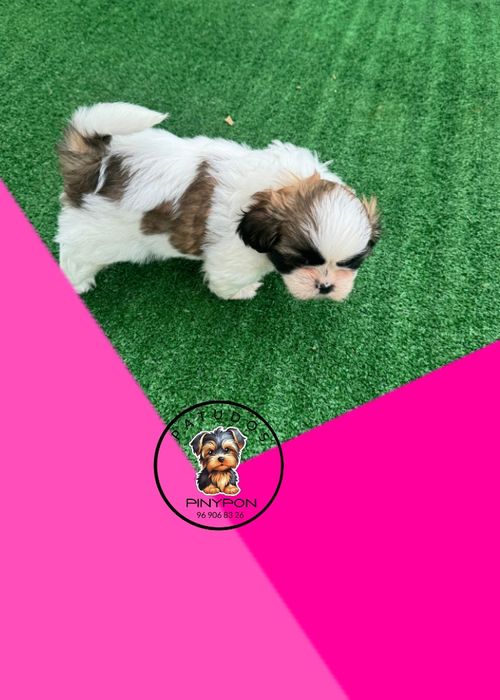 Shih Tzu de excelente linhagem