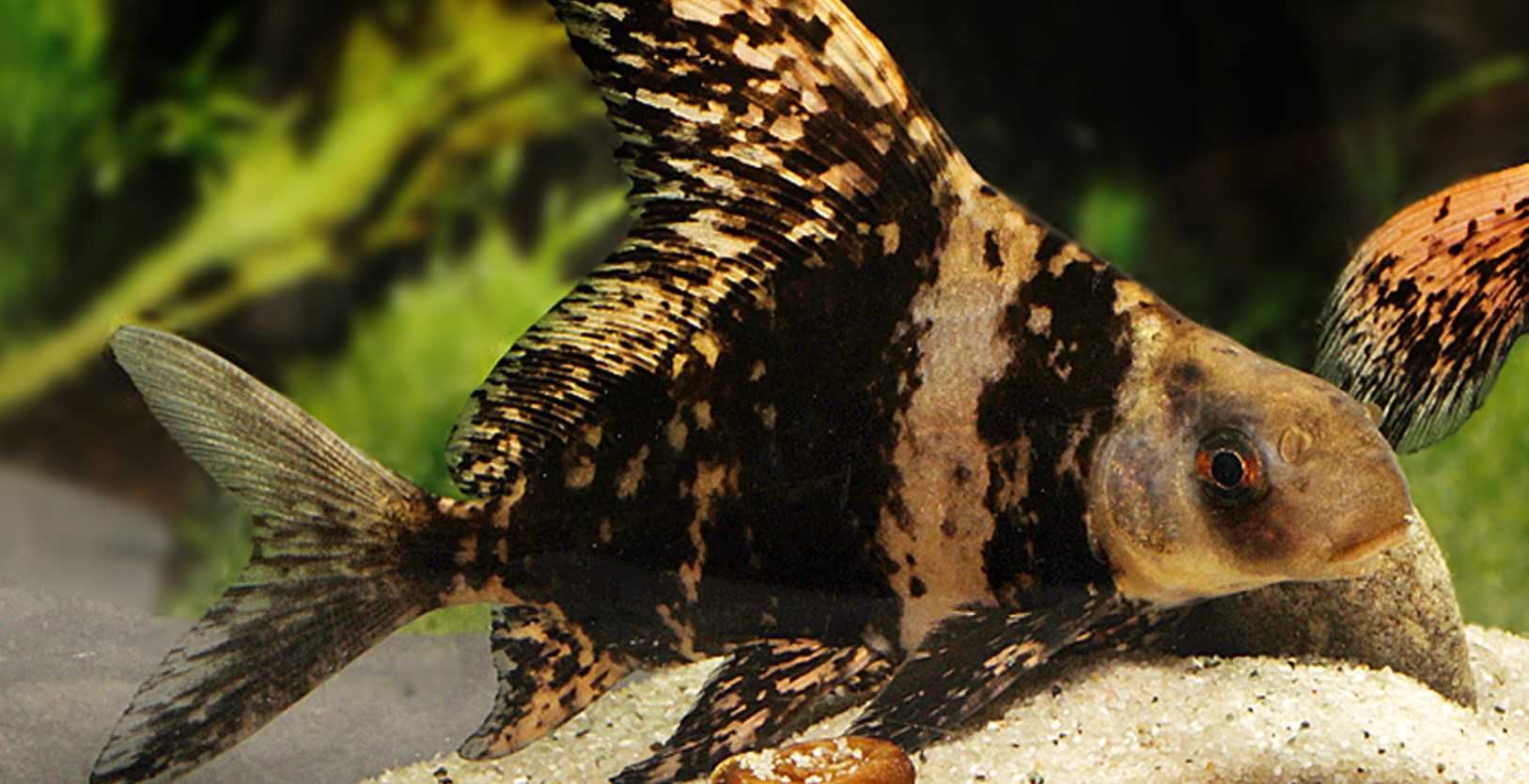 Czukuczan chiński - Myxocyprinus asiaticus - dowóz, wysyłka