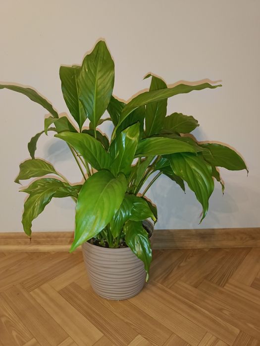 Skrzydłokwiat kwiatek doniczkowy