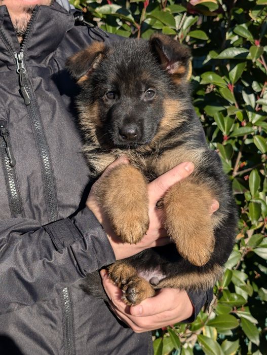 Super Cachorro Disponível