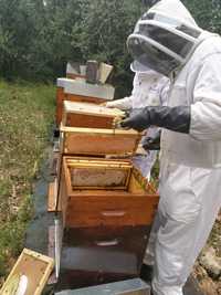 enxames de abelhas (5 ou 10 quadros ) lusitana