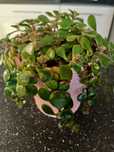 Sedum Tornado rozchodnik japoński w doniczce