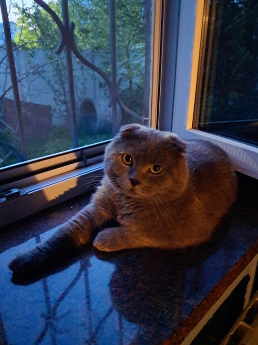 Шотландський кіт для вязки