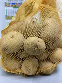 Посадкова  картопля ранньостигла 1 репродукія Рівʼєра та Беллароза