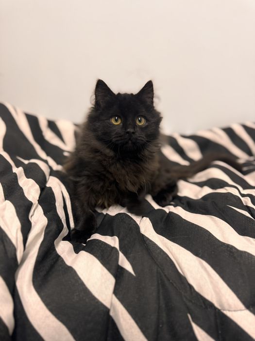 Бруно шукає родину