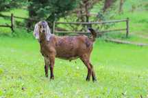 Cabras Anglo Nubianas