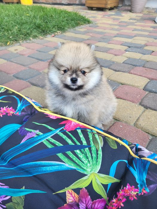 Szpic miniaturowy pomeranian