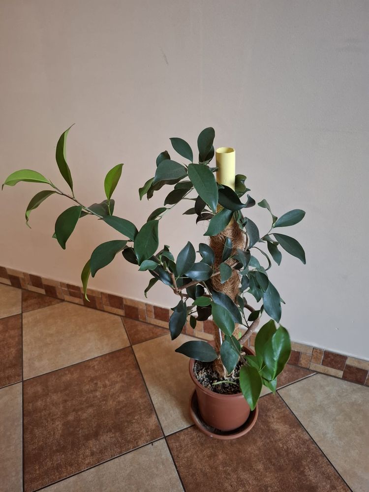 Fikus benjamina figowiec benjaminek 52 cm wlokno kokosa