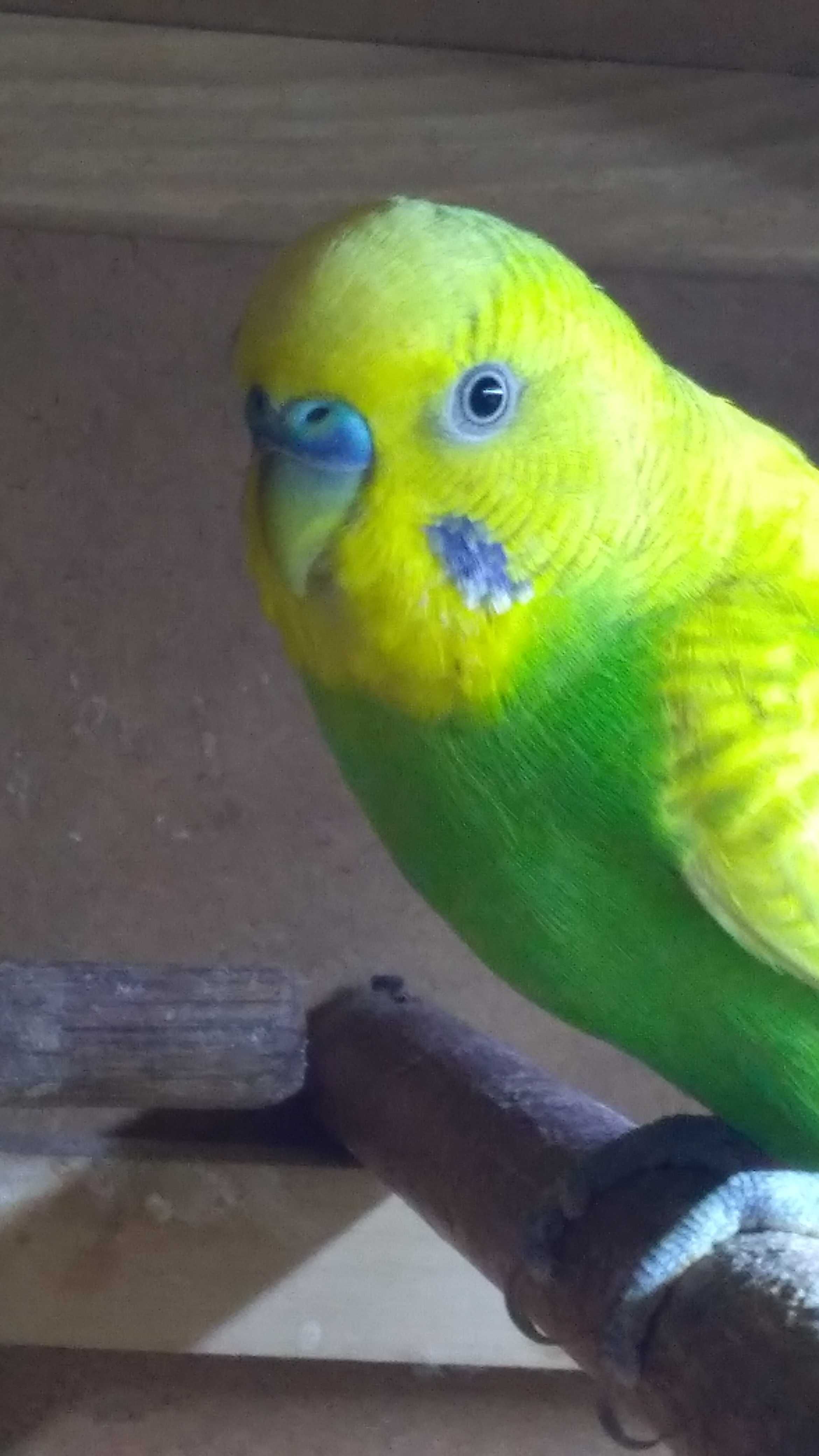 Волнистики малыши -волнистый попугай