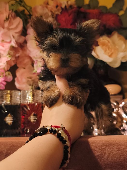 Książę XXS Cudowny Wyjątkowy Yorkshire Terrier Rodowód Paszport