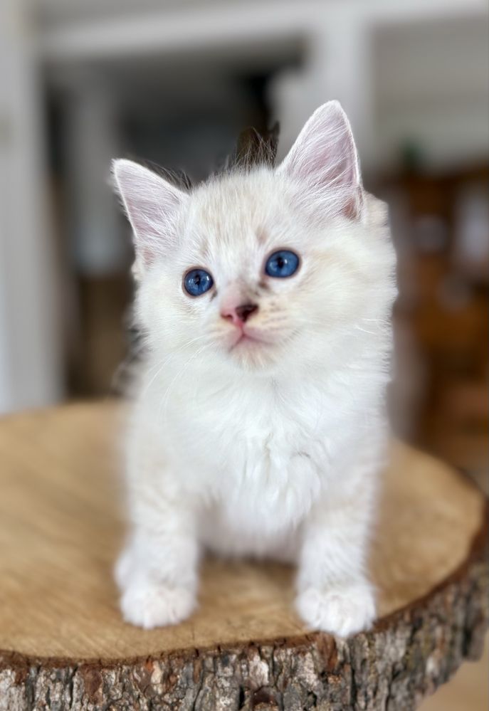 Ragdoll FPL kocurek seal mitted tabby