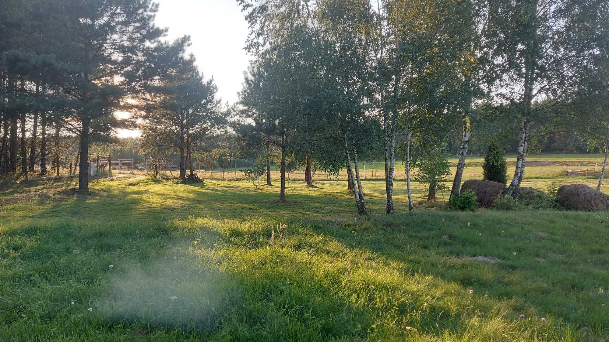 Pole kempingowe Wiele