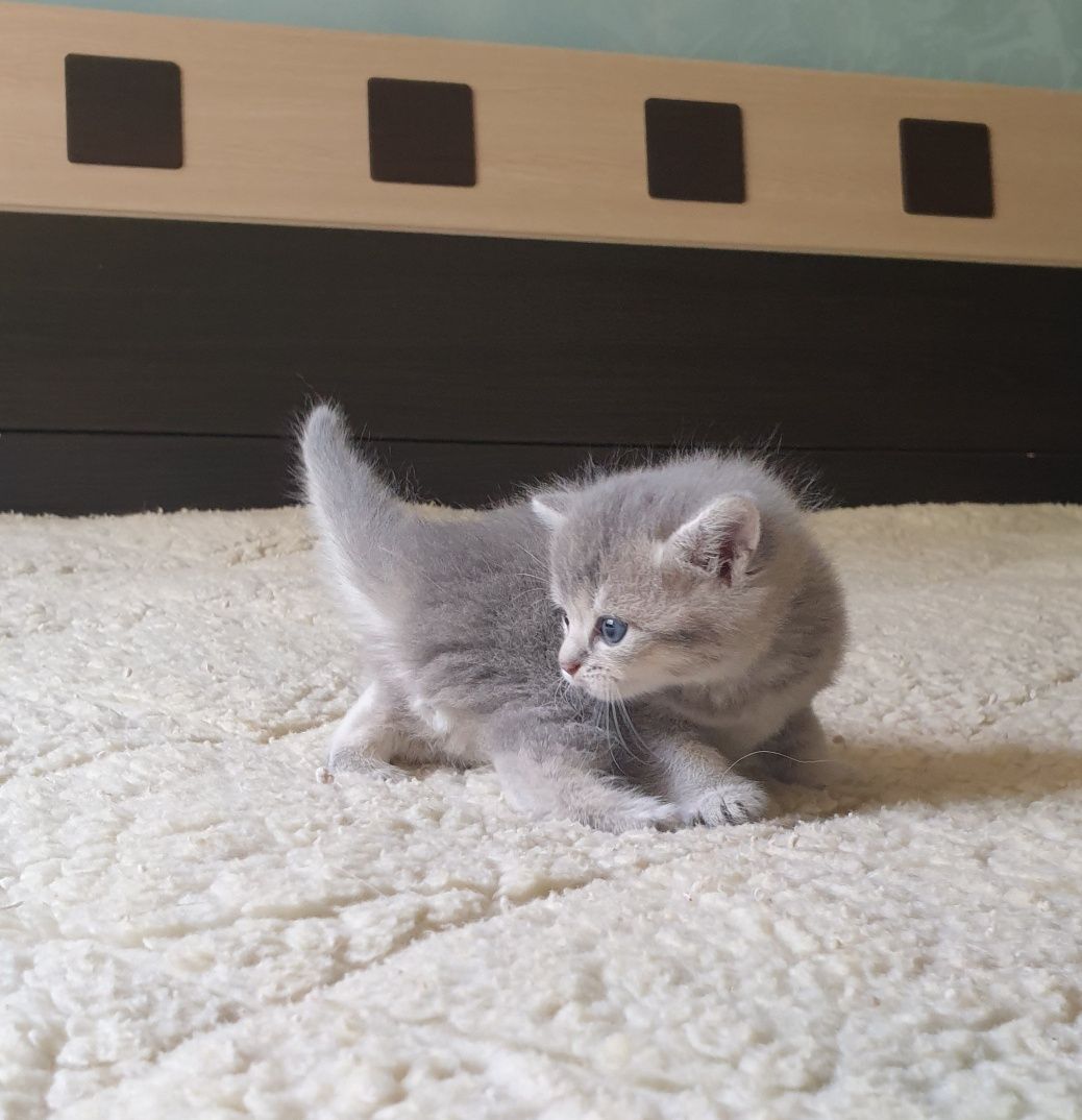Британские котята