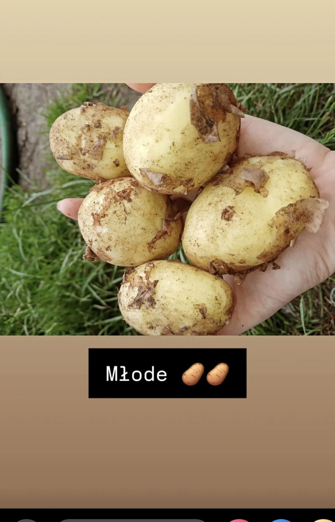 Młode ziemniaki.