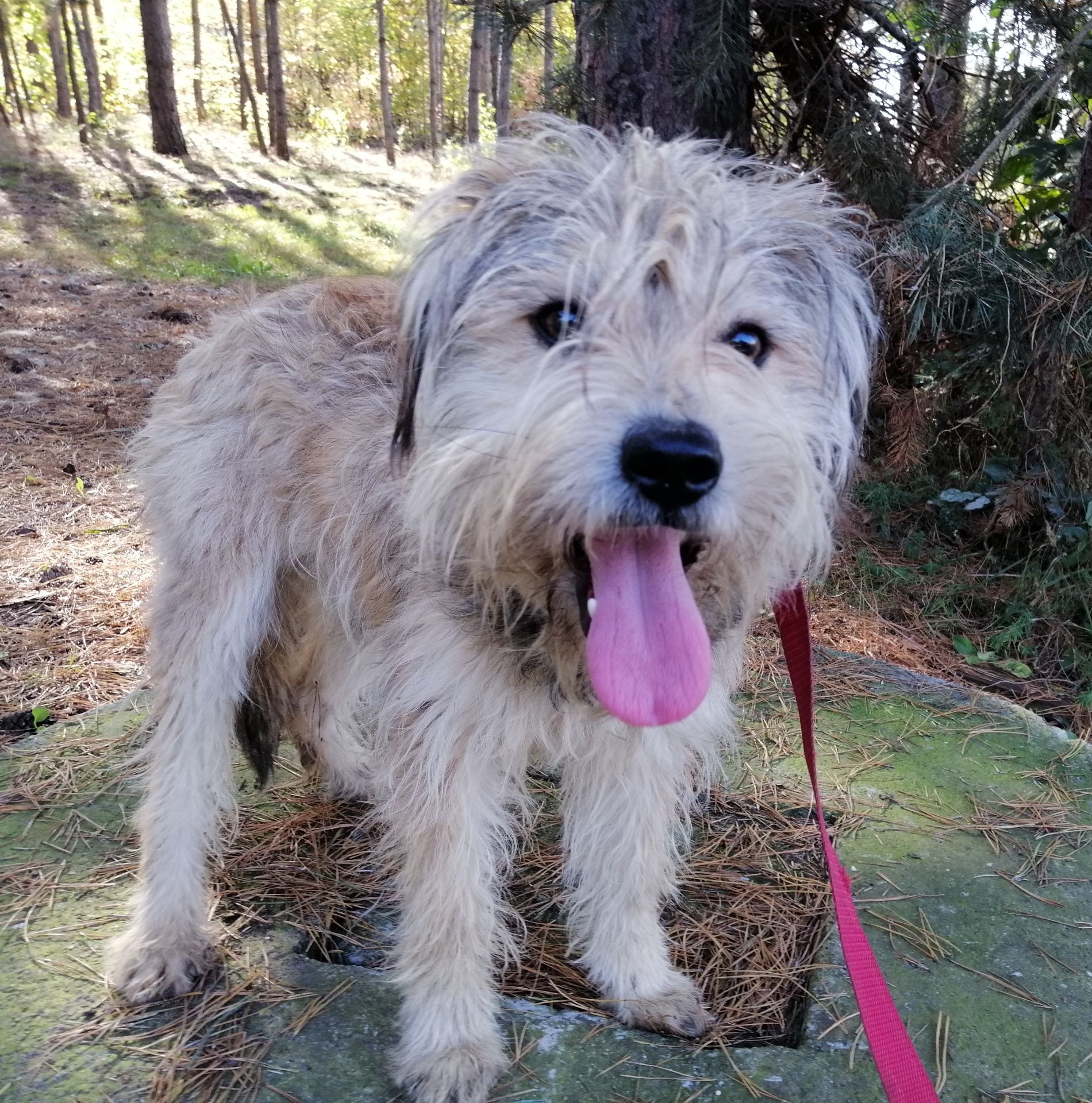 MAPET młody spokojny piesek poleca się do adopcji