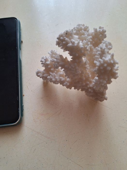 Продам кораллы, камни для аквариума