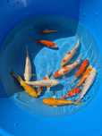 Carpas koi 12/16cm
