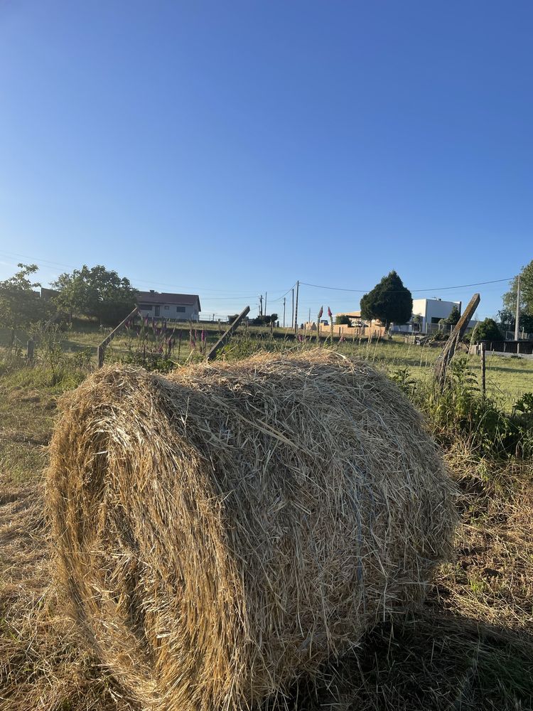 Rolos de palha de azevem de qualidade