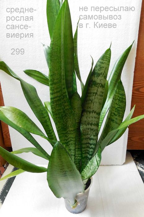 продаются аубрутиана среднерослая и высокорослая сансевиерии