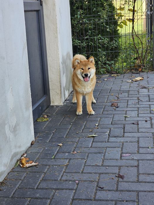 Shiba inu Shiba szczenię doskonały  rodowód ZKWP FCI