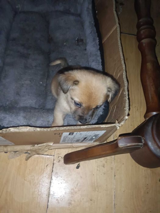 Oddam za darmo szczeniaki