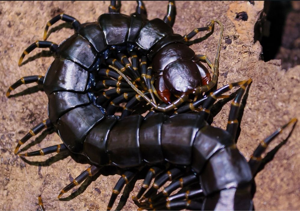 50 SZTUK HURT Skolopendra Black Hainanum skolopendry owady robale