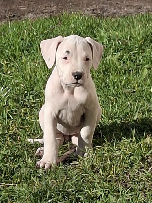 Piękna  suczka bandoga nie dog argentyński amstaff