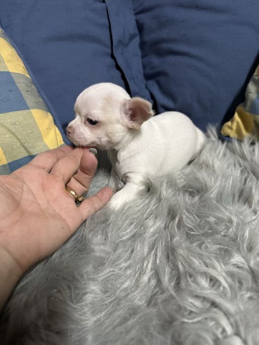 Menino “Chihuahua  lindissimo “ branco