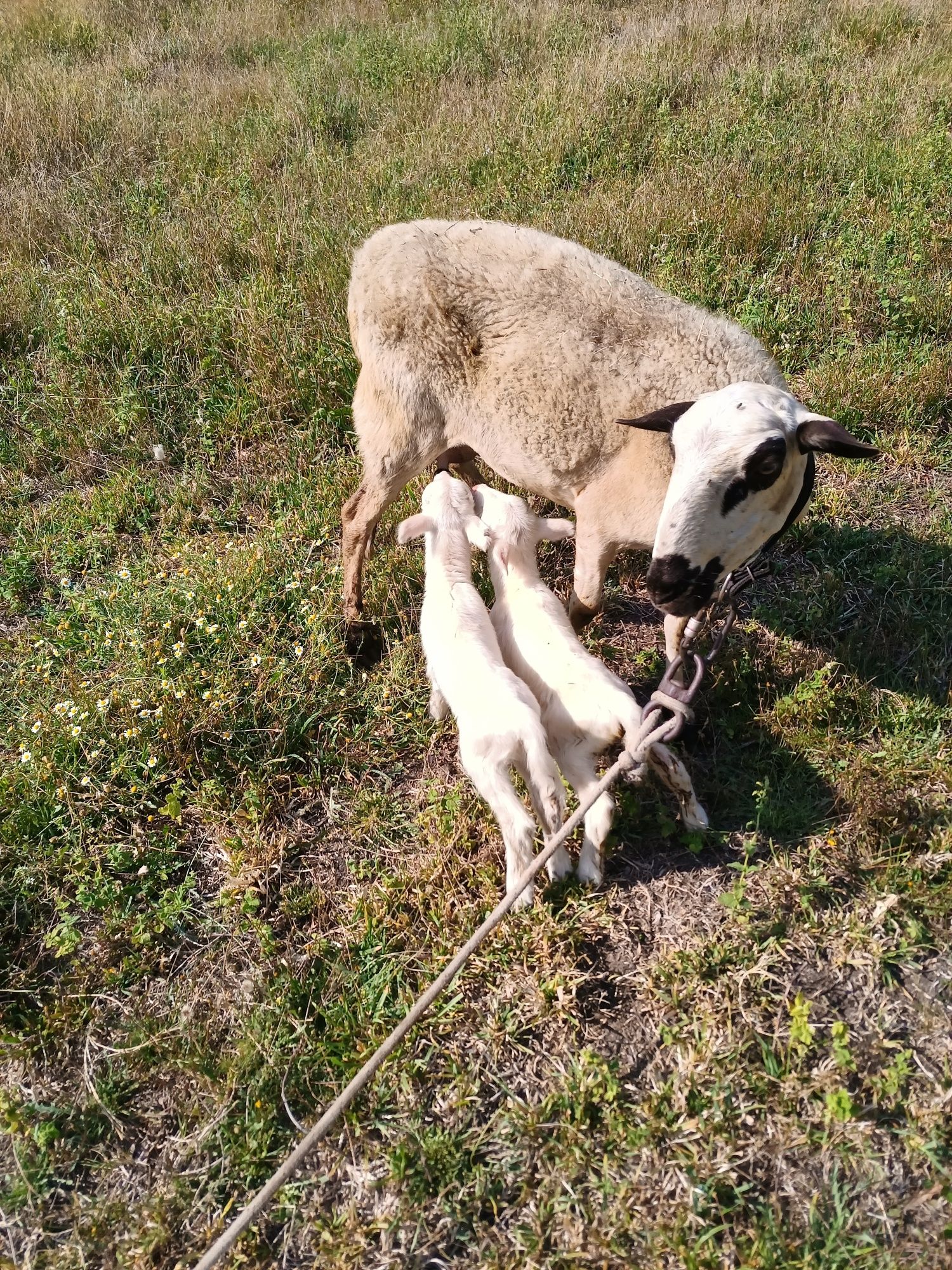 Ovelhas e cabras