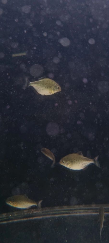 Pirania Natterera/ pirania czerwona (mięsożerna)
